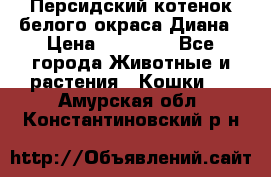 Персидский котенок белого окраса Диана › Цена ­ 40 000 - Все города Животные и растения » Кошки   . Амурская обл.,Константиновский р-н